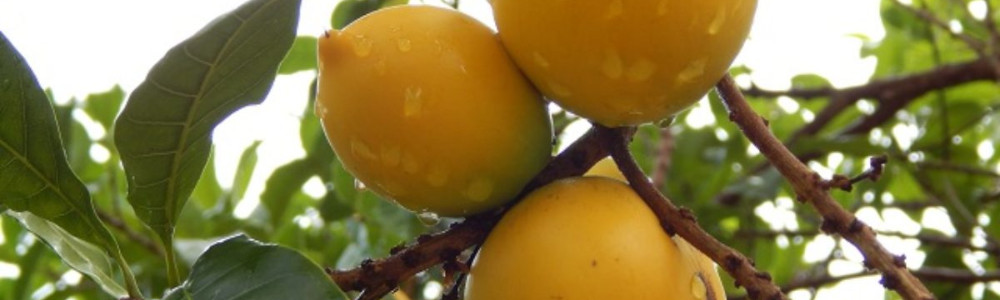 Abiu (Pouteria caimito)