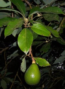 Abacateiro - Persea americana