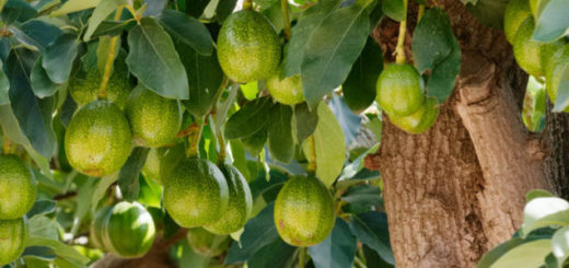 Abacateiro - Persea americana