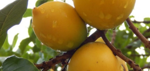 Abiu (Pouteria caimito)