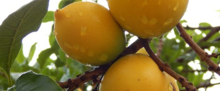 Abiu (Pouteria caimito)