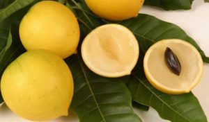 Abiu (Pouteria caimito) - Polpa