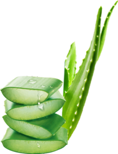 Babosa (Aloe Vera) - 7 Remédios Caseiros Contra Dores Babosa (Aloe Vera) - 7 Remédios Caseiros Contra Dores