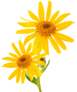 Flor Arnica (Arnica chamissonis) - 7 Remédios Caseiros Contra Dores Flor Arnica (Arnica chamissonis) - 7 Remédios Caseiros Contra Dores