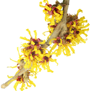 Imagem Hamamelis