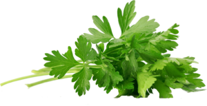 Salsinha (Petroselinum crispum) - 7 Remédios Caseiros Contra Dores Salsinha (Petroselinum crispum) - 7 Remédios Caseiros Contra Dores