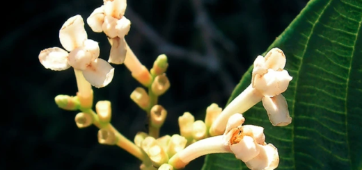 Angélica-do-Mato (Guettarda angelica)