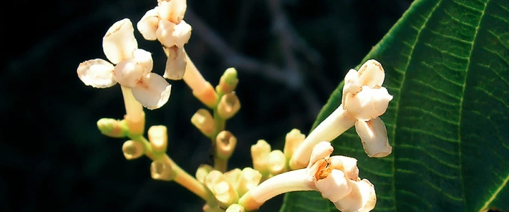 Angélica-do-Mato (Guettarda angelica)
