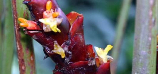 Ariá (Thalia lútea)