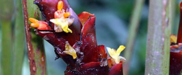 Ariá (Thalia lútea)