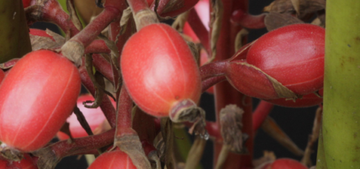 Pacová - Renealmia brasiliensis