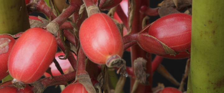 Pacová - Renealmia brasiliensis