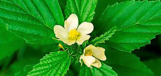 Vassourinha-do-Campo (Sida rhombifolia)