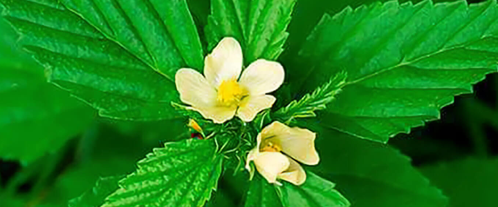Vassourinha-do-Campo (Sida rhombifolia)