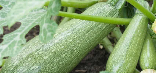 Abóbora (Cucurbita pepo)