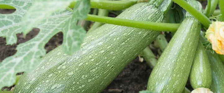 Abóbora (Cucurbita pepo)