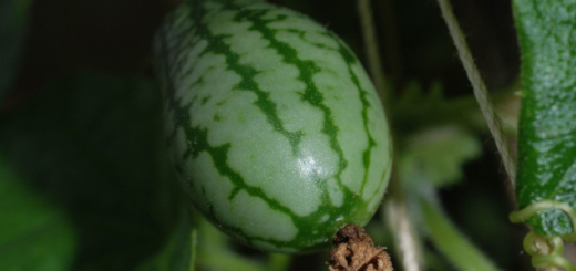 Aboboreira-do-Mato (Melothria fluminensis)