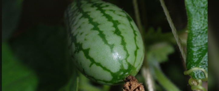Aboboreira-do-Mato (Melothria fluminensis)
