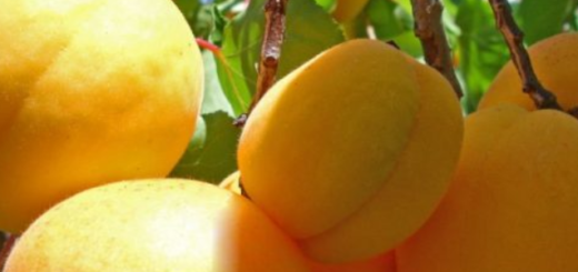 Abricó-do-Pará (Mammea americana)