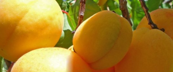 Abricó-do-Pará (Mammea americana)