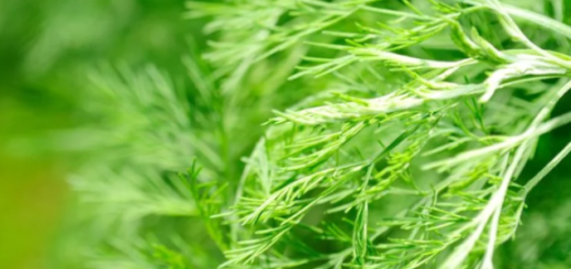 Abrótano (Artemisia abrotanum)