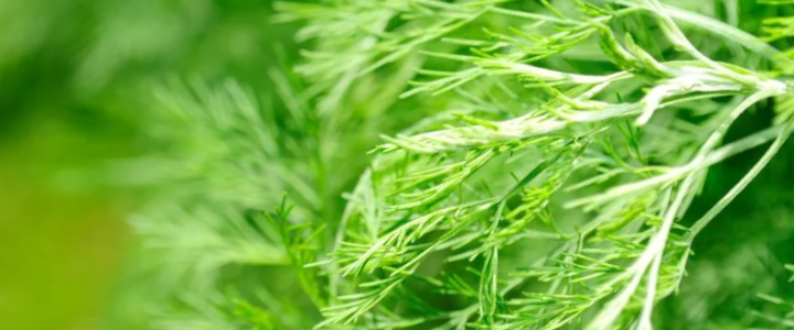 Abrótano (Artemisia abrotanum)