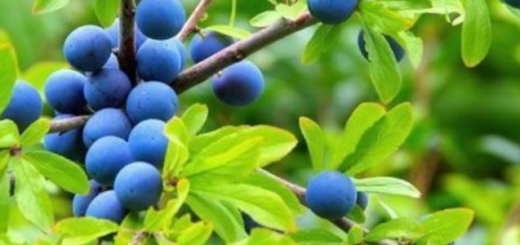 Abrunheiro (Prunus spinosa)