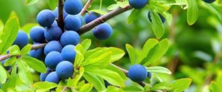 Abrunheiro (Prunus spinosa)