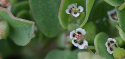 Caá Cambuí (Euphorbia serpens)