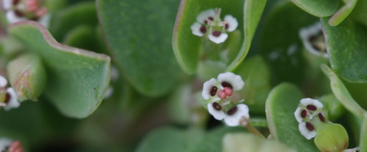 Caá Cambuí (Euphorbia serpens)
